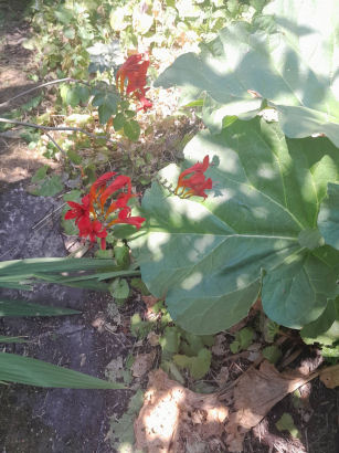 flowers